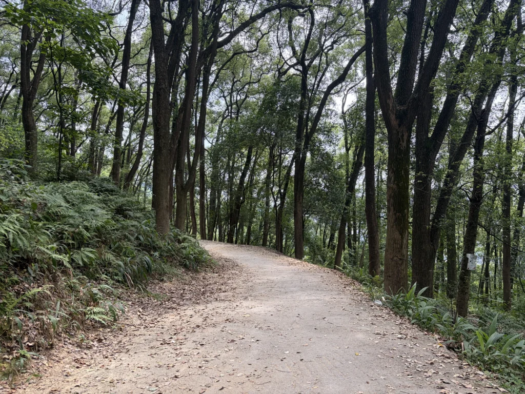 從老君洞通往黃桷埡老街的路 Road from Laojundong to Huangjueya Old Street