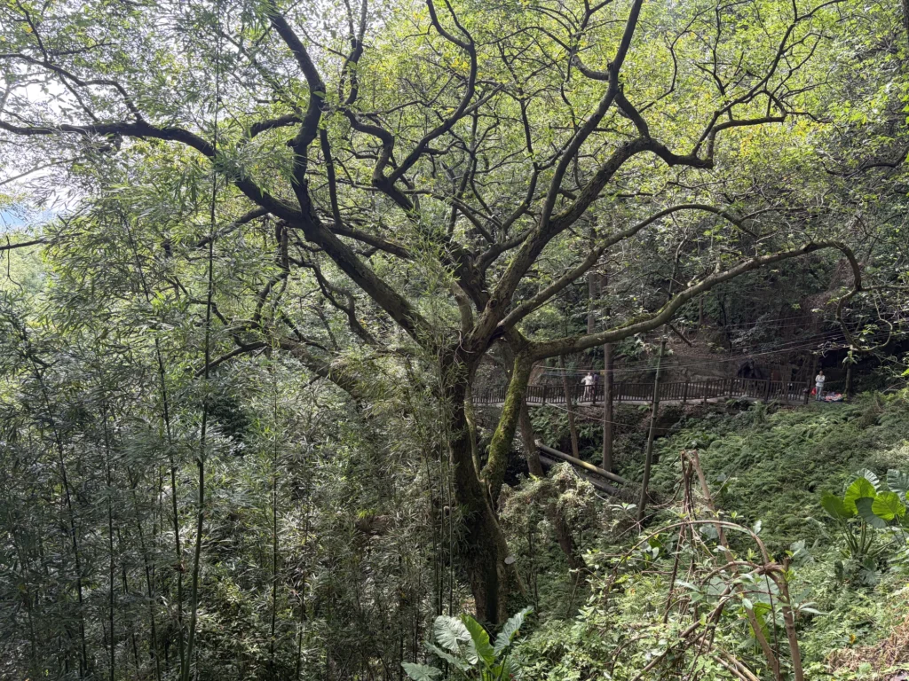 黃葛古道兩旁的大樹 Large trees lining both sides of Huangge Ancient Trail