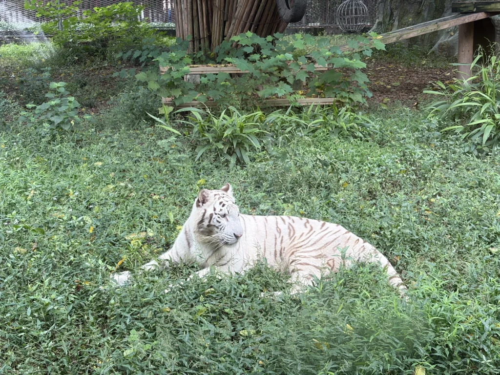 white Bengal tigers | 白化孟加拉虎