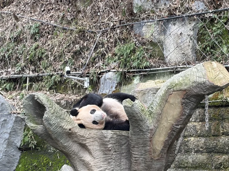 Panda 熊貓