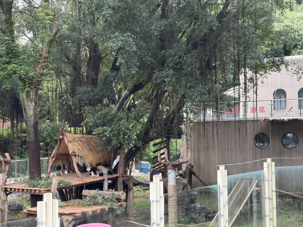 Giant Panda Pavilion | 大貓熊館