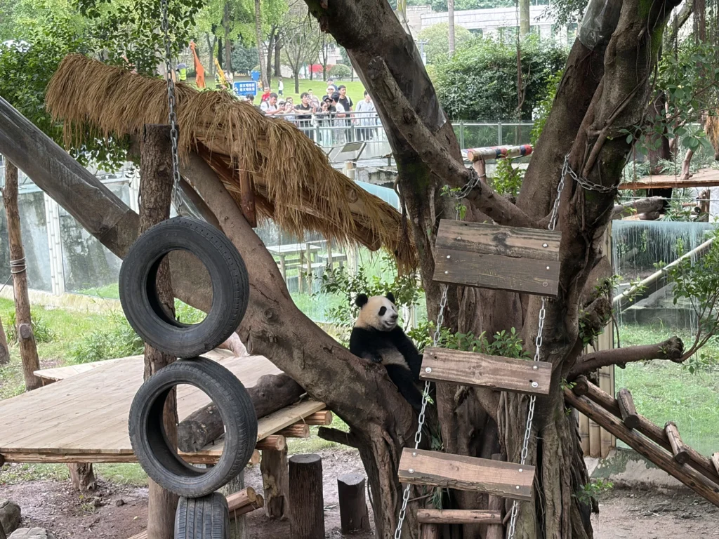 Giant Panda | 大貓熊