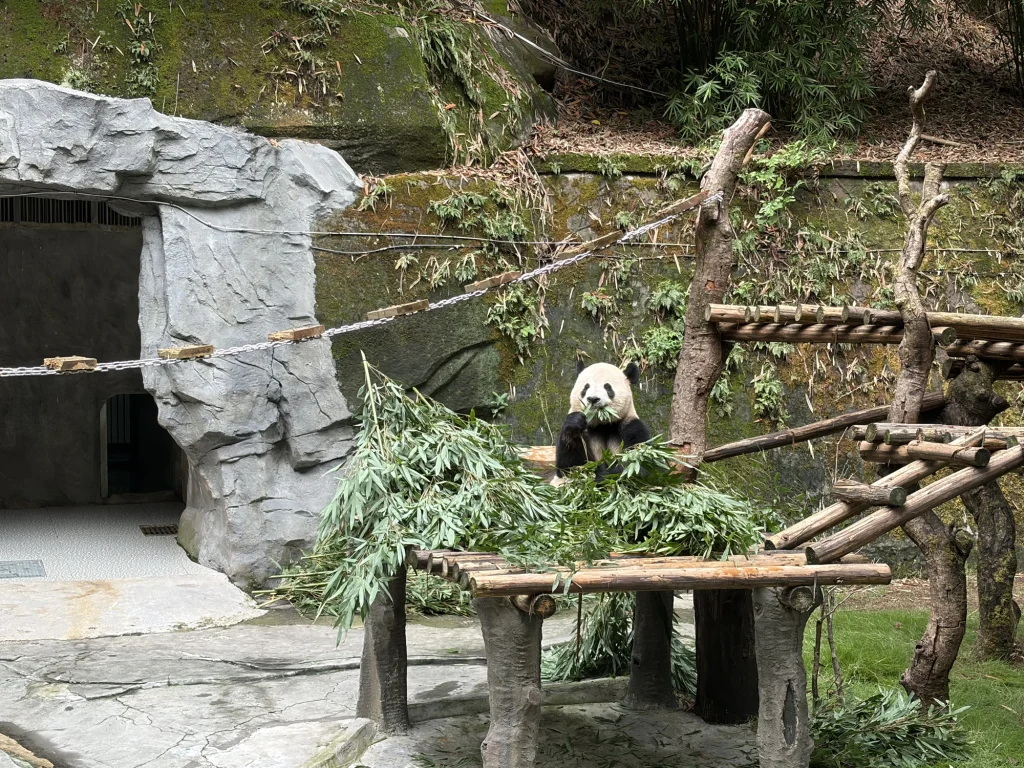 Giant panda eating bamboo | 大熊貓在吃竹子
