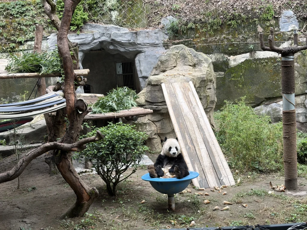 Giant panda playing | 大熊貓在玩耍