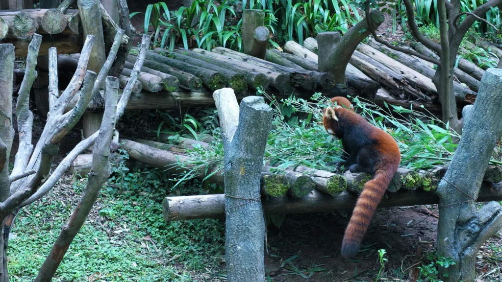 Red Panda | 小熊貓