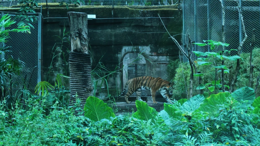 South China tiger | 華南虎