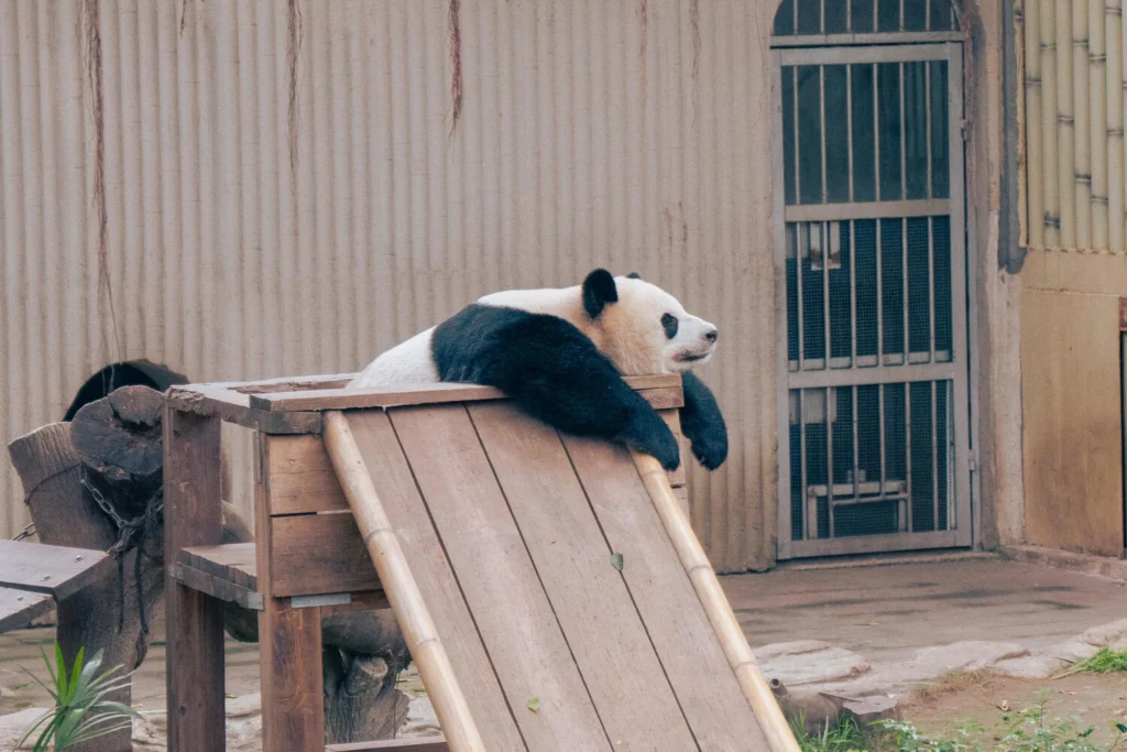 重慶動物園的熊貓 Giant panda at Chongqing Zoo