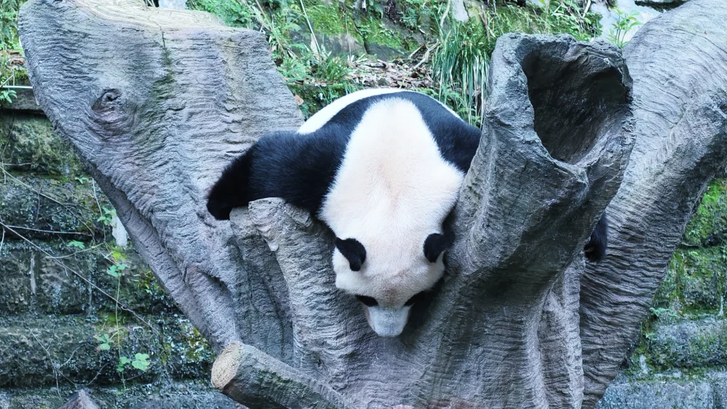 Giant Panda Ding Ding in Chongqing Zoo | 重慶動物園大熊貓釘釘